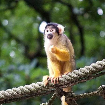 Alpstuga Bosgeluk Hoenderloo